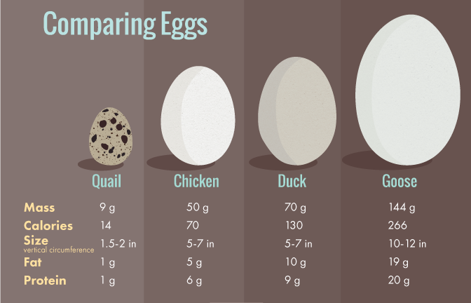 Eggsposing Egg Carton Labels