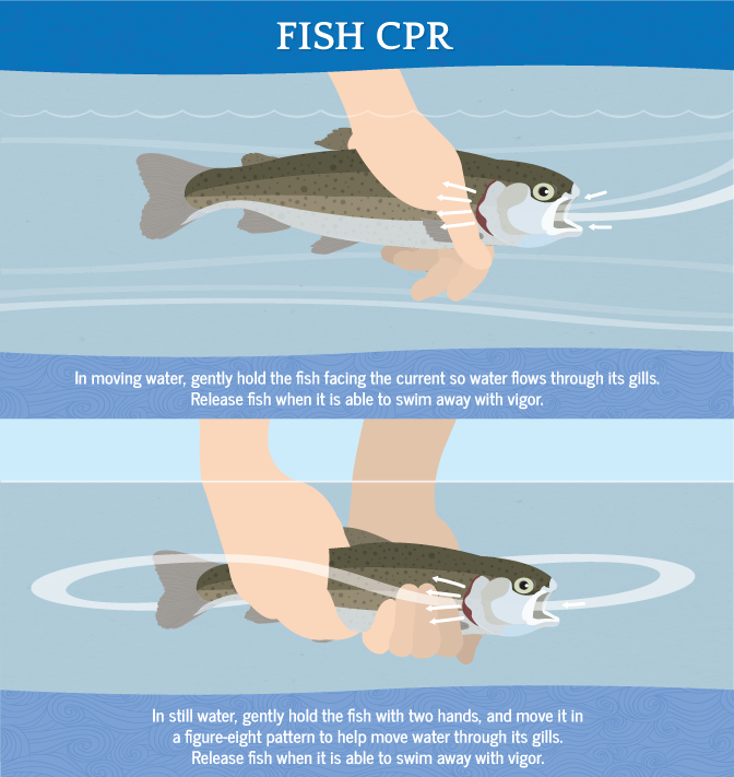 Catch and Release Fishing Guidelines