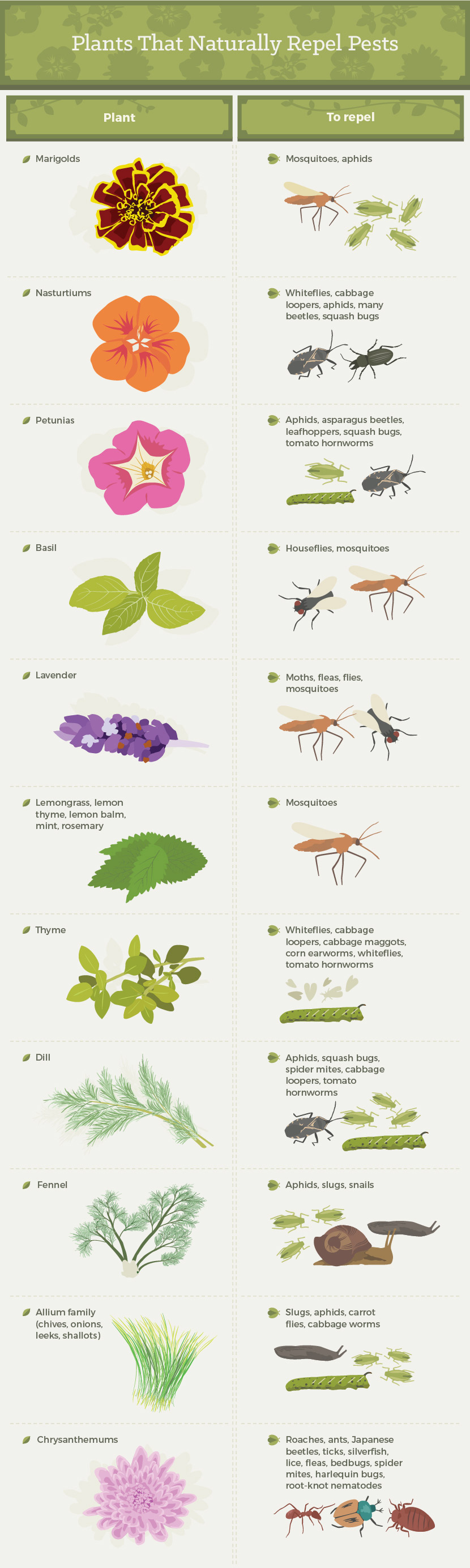 How to Naturally Get Rid of Bugs on Plants