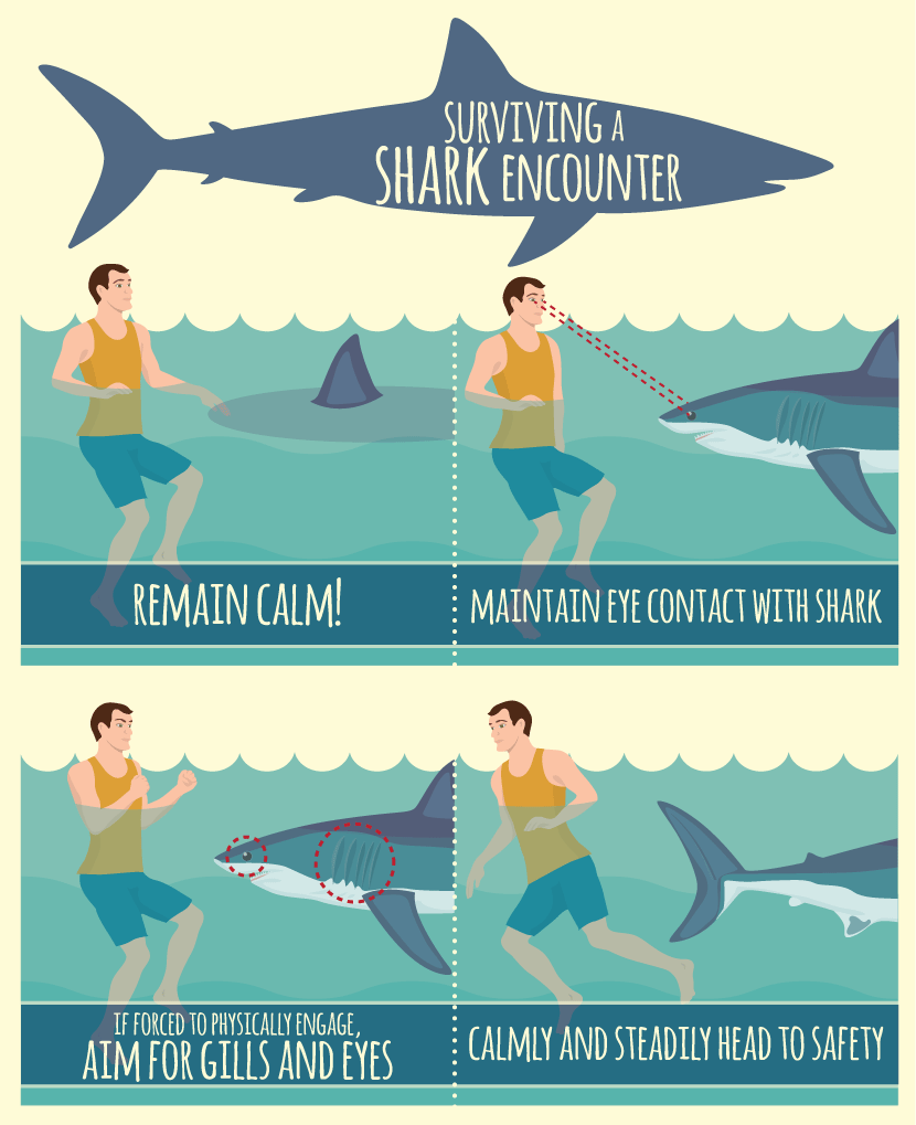3 Ways to Survive a Shark Attack - wikiHow