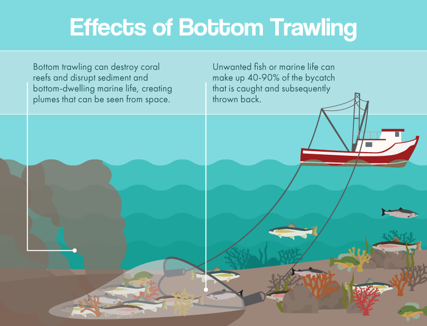 What is Overfishing? Facts, Effects and Overfishing Solutions