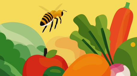More Than Honey: Honeybees and Our Food System