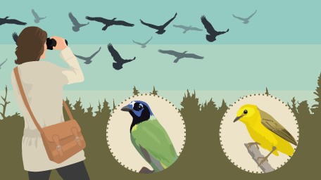 Birding: Migrating to Birding Locations This Year