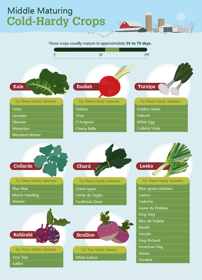 Middle Maturing Crops