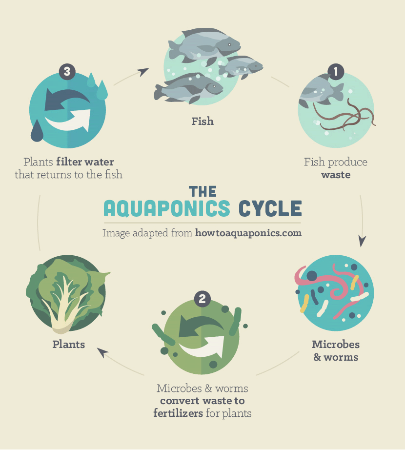 Aquaponics: The Cycle