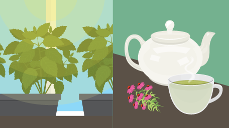 Grow a Tea Garden