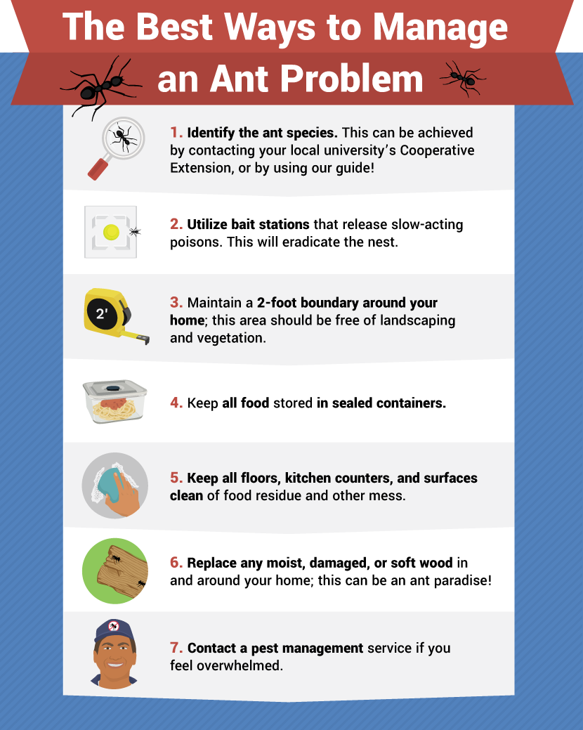 How To Get Rid Of Ants Fix Com