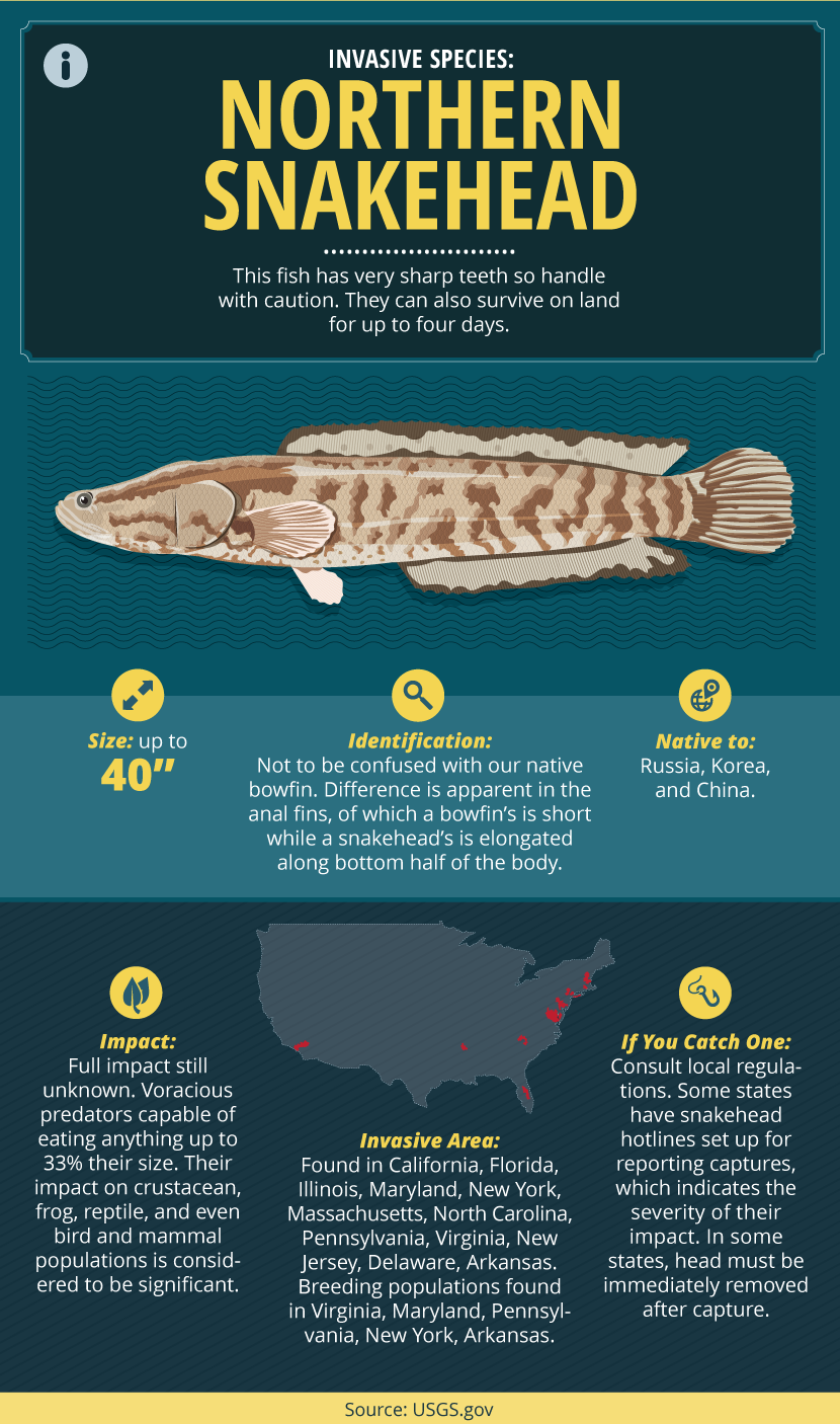 Guide to Invasive Fish Species