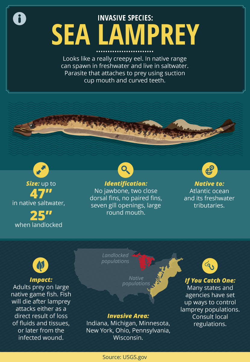 The Best Freshwater Invasives to Catch