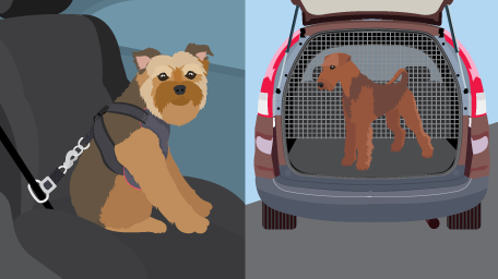 Traveling With Your Dogs
