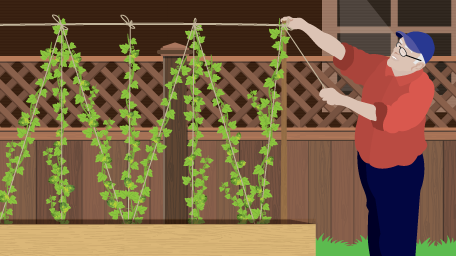 Grow Your Own Hops For Homemade Beer