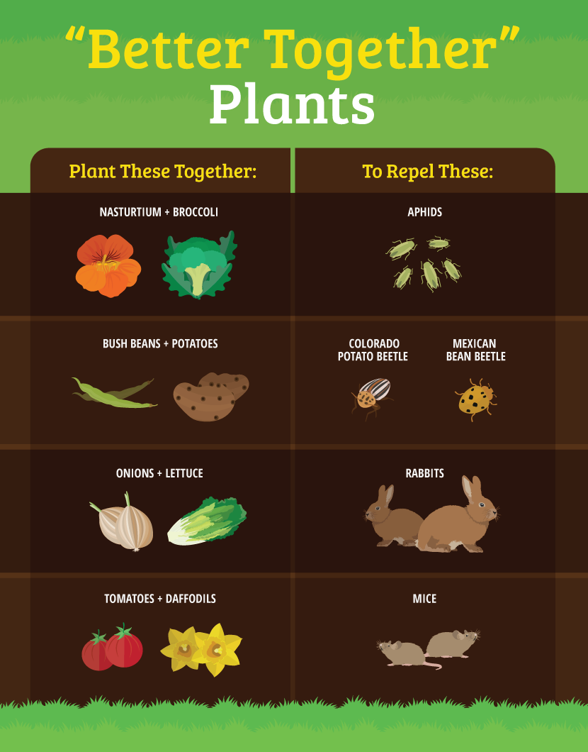 Natural pest-resistant seed options